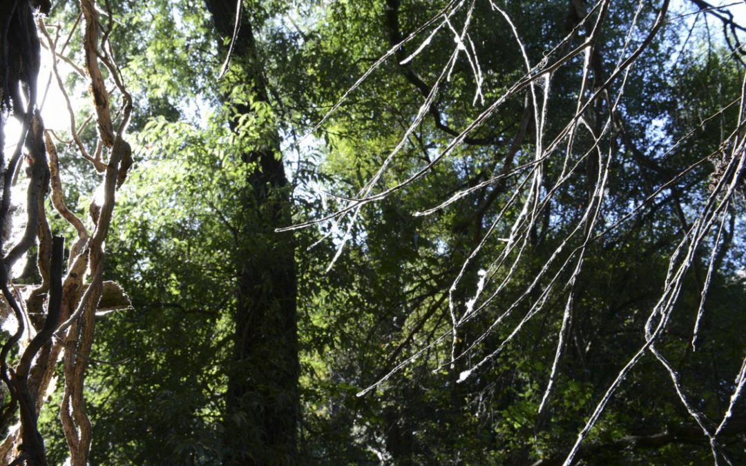 Petite Amazonie Biotope – espace naturel protégé Nantes