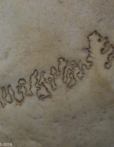 « Dans les plis du rêve » - « In the manyfolds of Dream » - Crâne humain - Human skull - Xavier Noël