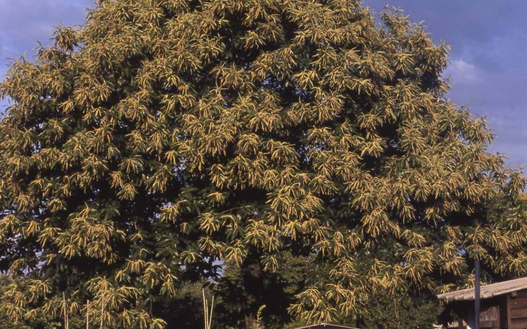 Jardins intérieurs – Jardins de Nantes, Loire et d’ailleurs