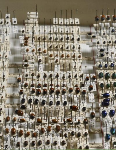 « Only Lovers Left Alive » Coccinelles cryptocephali, Ladybirds - Xavier Noël