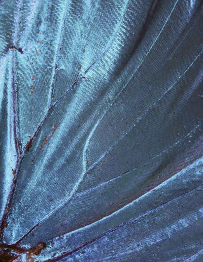 « Iκαρος – Ikaros » Papillon (Butterfly) - Morpho Menelaus - Bernard Neau