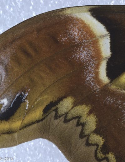 « Madama Butterfly » Archocattacus cowarosi white femelle - Xavier Noël