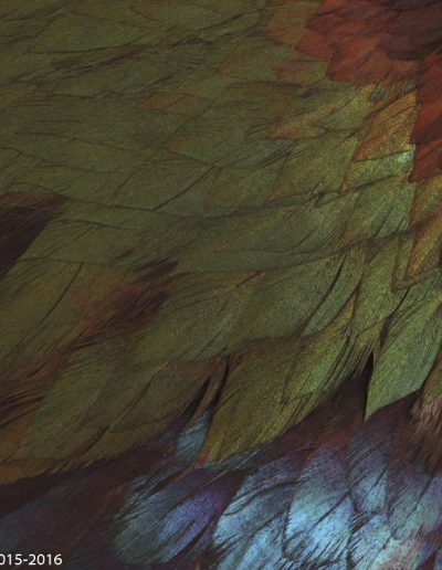 « La Coiffe de l’Inca » - « The Inca’s feather headdress » - Logophorus impejanus, Logophore resplendissant - Hymalayan monal - Bernard Neau