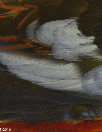 Platycercus elegans, Perruche de Pennant - Crimson Rosella, australian parrot - Xavier Noël