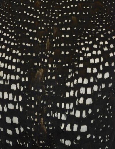 « La ville, la nuit » - « The night city » Gavia immer, Plongeon imbrin - Great northern Loon - Xavier Noël