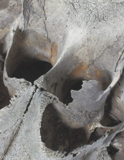 « Masque vénitien »   - « Venetian  mask » -                                                      Crâne de Globicéphale - Pilot whale’s skull - Bernard Neau