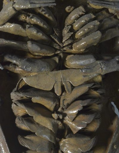 « Dark Vador » - Limulus polyphemus, Limule - Horseshoe crab -Xavier Noël