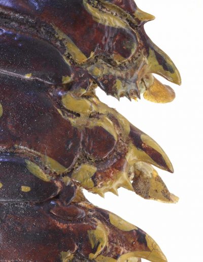 Langouste peinte - Painted spiny  lobster - Bernard Neau