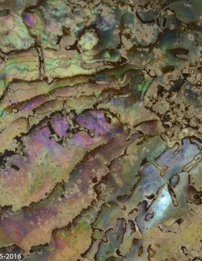 Haliotis Midae, Ormeau du Cap de Bonne espérance - Ormer (abalone) from Cape of Good hope - Xavier Noël