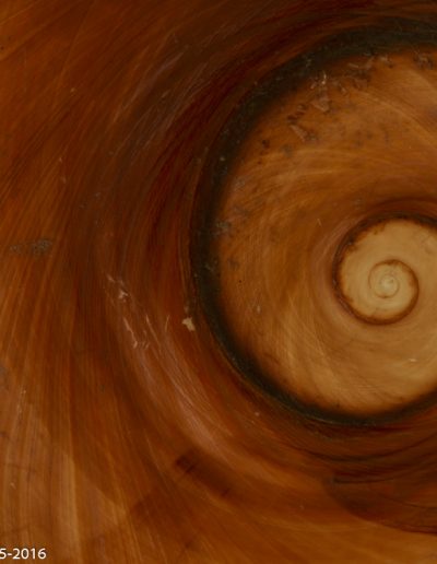 Œil de Sainte Lucie - Eye of Ste Lucie - Xavier Noël