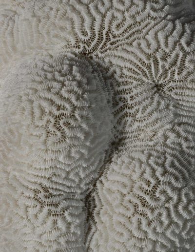 « La Dentellière » - « The Lacemaker » - Corail-cerveau sp. - Brain coral - Xavier Noël