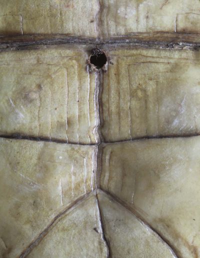 « Sinogramme 汉字 » - « Chinese character » Plastron de tortue  Cistudo Carolina - Plastron of land tortoise - Bernard Neau