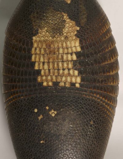 « Néfertiti » Dasypus  novemcinctus, Tatou à 9 bandes - Armadillo with  9 strips - Xavier Noël