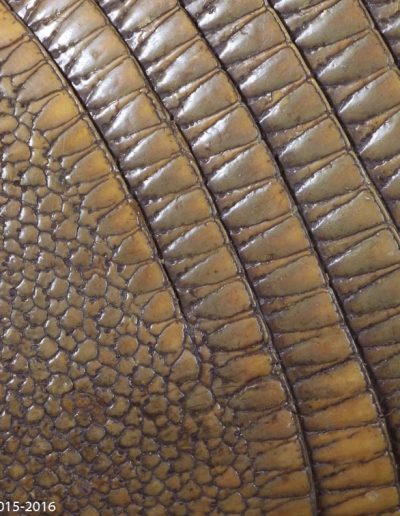 Dasypus novemcinctus, Tatou à 9 bandes de Guyane - Armadillo  with  9  strips  from  Guyana - Bernard Neau